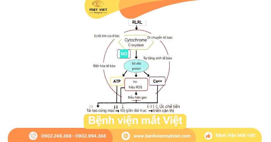 Cơ chế tác dụng của ánh sáng đỏ RLRL trên võng mạc.