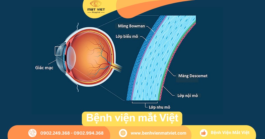 Giải phẫu giác mạc